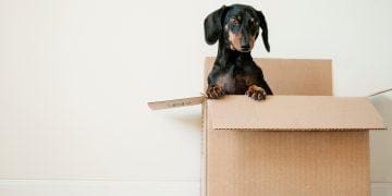 Packing Pro Tips: How to Make Your Next Move Less Stressful